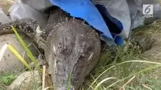Seekor buaya yang dikenal warga sebagai penjaga kota Mamuju ditemukan mati membusuk.