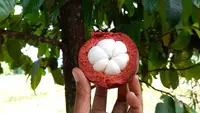 Manfaat Kulit Manggis untuk Apa Saja? Peneliti IPB Ungkap Potensinya sebagai Antidiabetes Alami