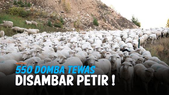 VIDEO: Penampakan 550 Domba Tewas karena Sambaran Petir di Georgia