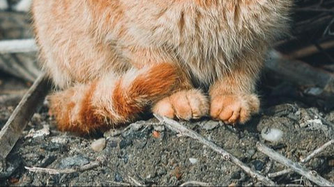 Efek Gigitan Kucing Liar, Ketahui Cara Mengatasinya
