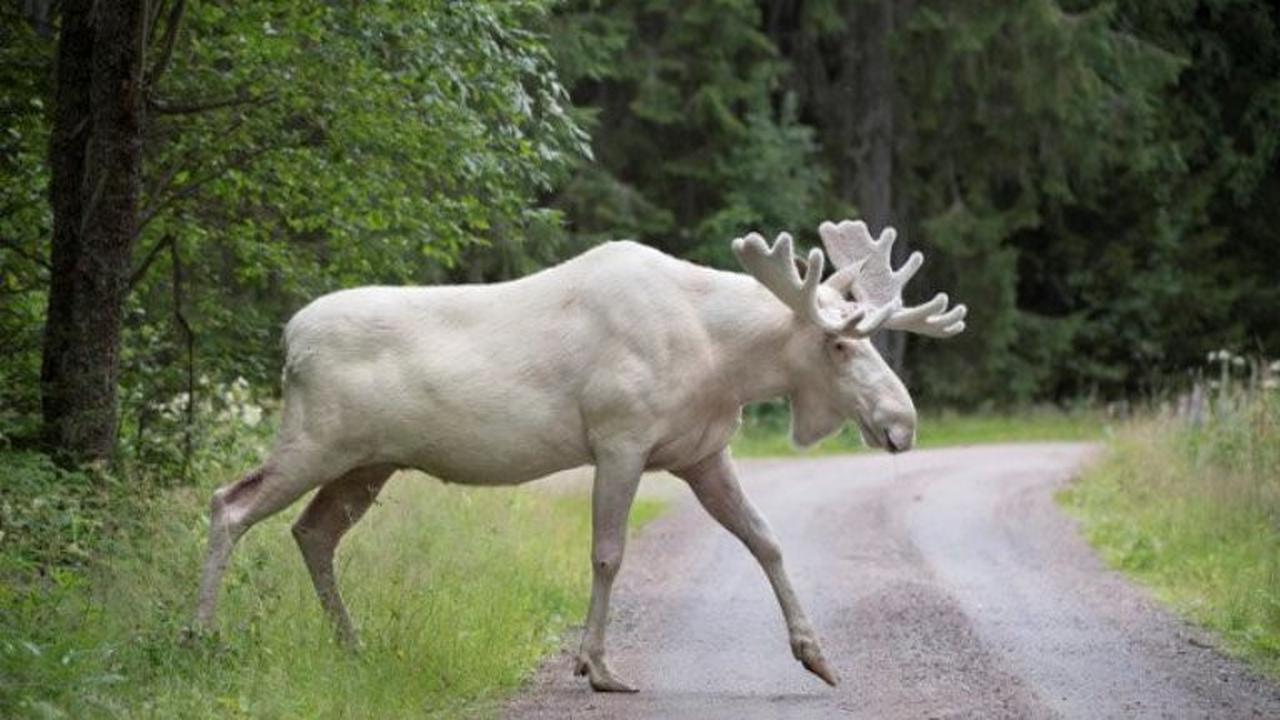 Menakjubkan, Penampakan Tak Biasa Rusa Putih Langka