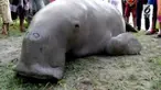 Seekor ikan dugon atau ikan duyung yang termasuk ikan dilindungi dan dilarang perburuannya ditemukan seorang nelayan terdampar di pesisir Pantai Garassi, Dusun Garassi, Desa Nepo, Kecamatan Wonomulyo, Polewali Mandar, Sulawesi Barat, Sabtu sore (26/5...