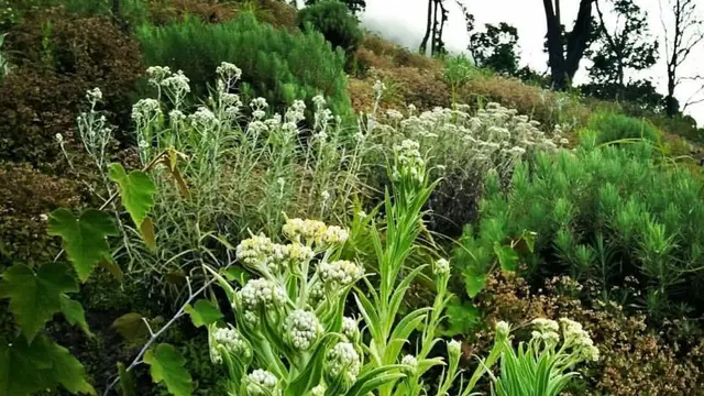 Saat Api Membakar Bunga Edelweis dan Lahan di Puncak Gunung Ciremai
