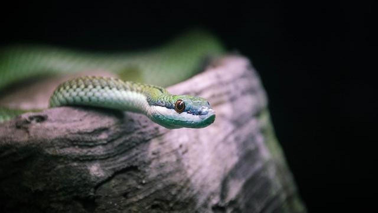 Ahaetulla prasina
