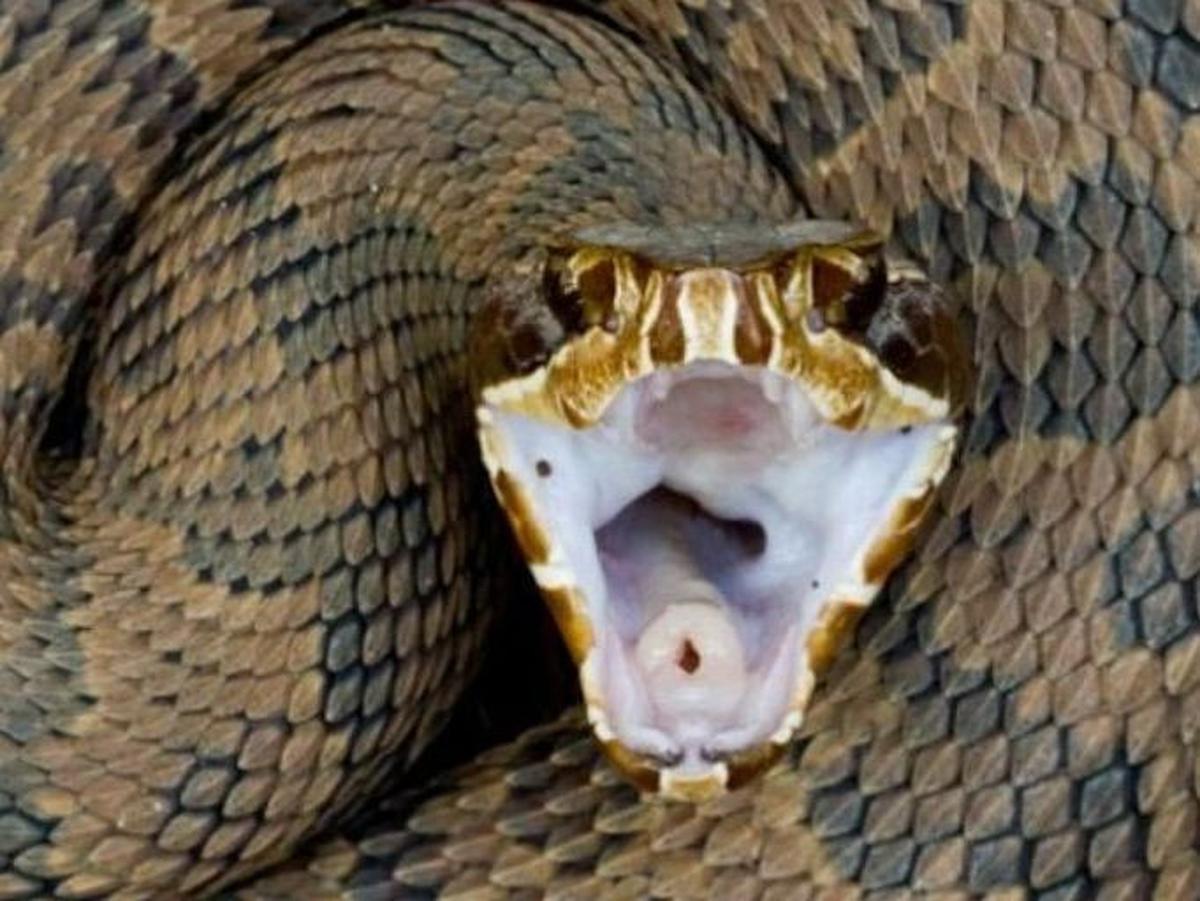 1. Cottonmouth, kecepatan 2,98 meter per detik kuadrat