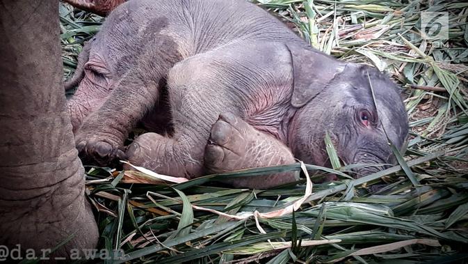 Anak Gajah Sumatera (elephas maximus sumatranus) yang lahir secara alami beristirahat di Barumun, Sumatera Utara. Anak gajah ini berasal dari indukan betina Poppy dan indukan jantan Dwiky. (Liputan6.com/HO/Humas KLHK)