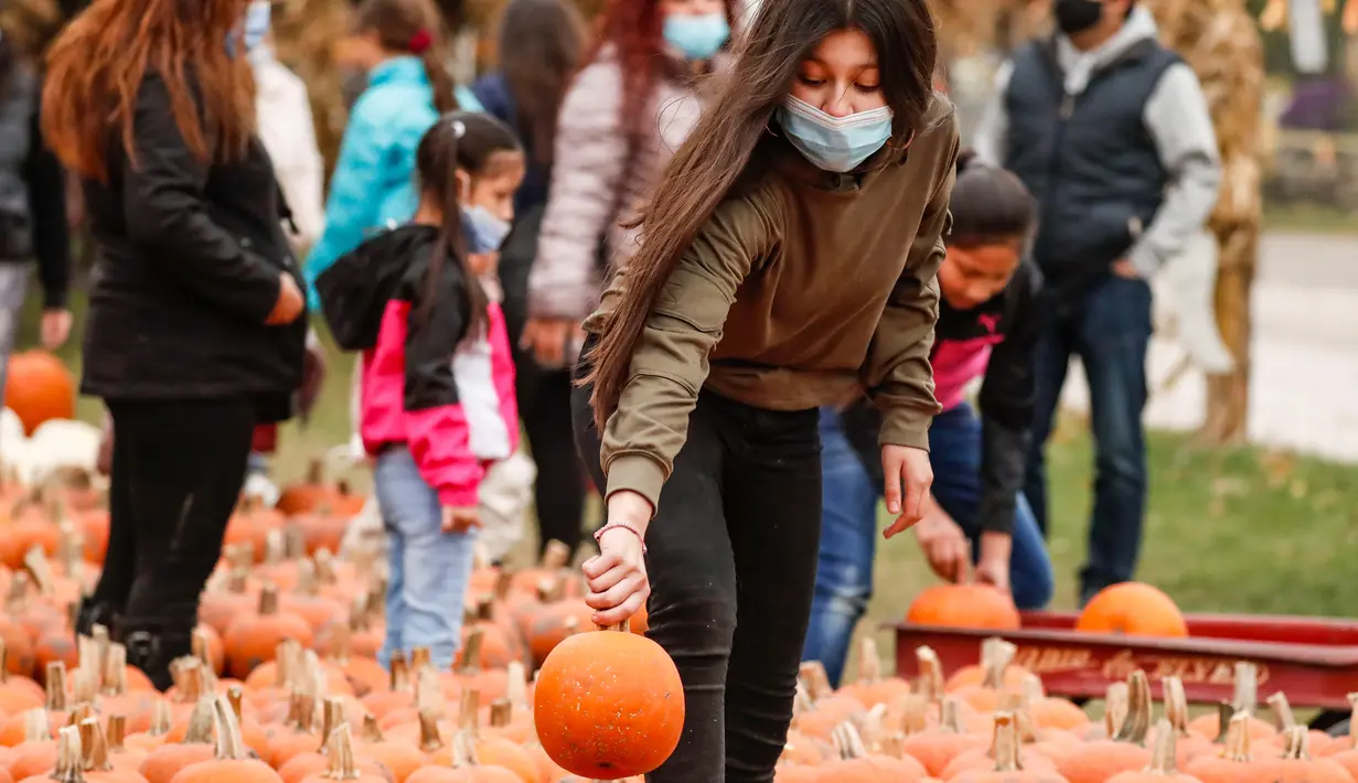 Para pengunjung memilih labu di sebuah festival labu, atau dikenal sebagai Pumpkinfest, di Lincolnshire, Illinois, Amerika Serikat (AS), pada 17 Oktober 2020. Belakangan ini, banyak kota di Illinois menggelar festival labu menjelang perayaan Halloween. (Xinhua/Joel Lerner)