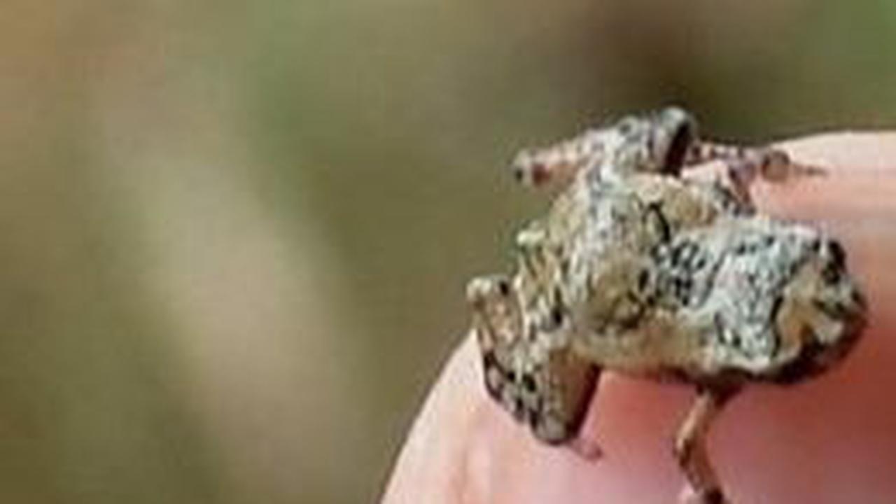 Penemuan Katak Kutu Brazil