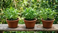 12 Sayuran Cepat Panen Meski Halaman Sempit ala Urban Farming