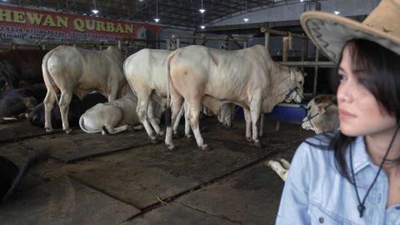 Uang suap SHS dibelikan hewan kurban