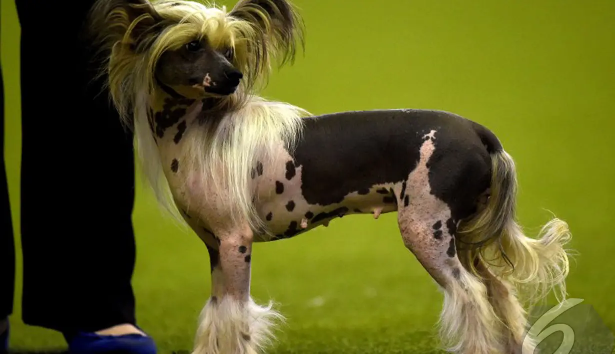 Seekor anjing Pose ikut ambil bagian dalam kontes binatang peliharaan "Hund & Katz" di Dortmund, Jerman, Minggu (11/5/2014) (AFP Photo/ Patrik Stollarz)