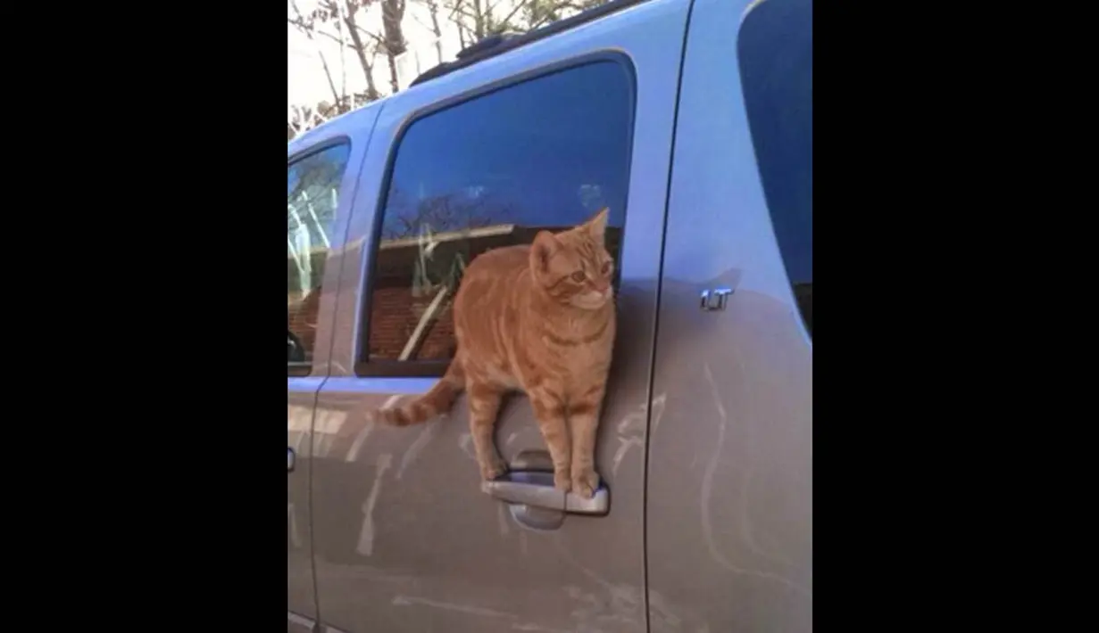 Seekor kucing ini sangat menakjubkan, ia berdiri digagang satu pintu mobil, apakah dia sedang belajar akrobat? (25/6/14) (Bajiroo.com)