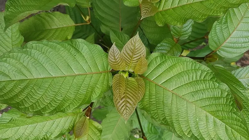 kratom