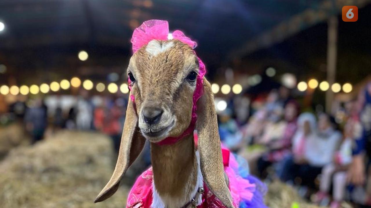 Fashion Sheep di Kabupaten Sukoharjo