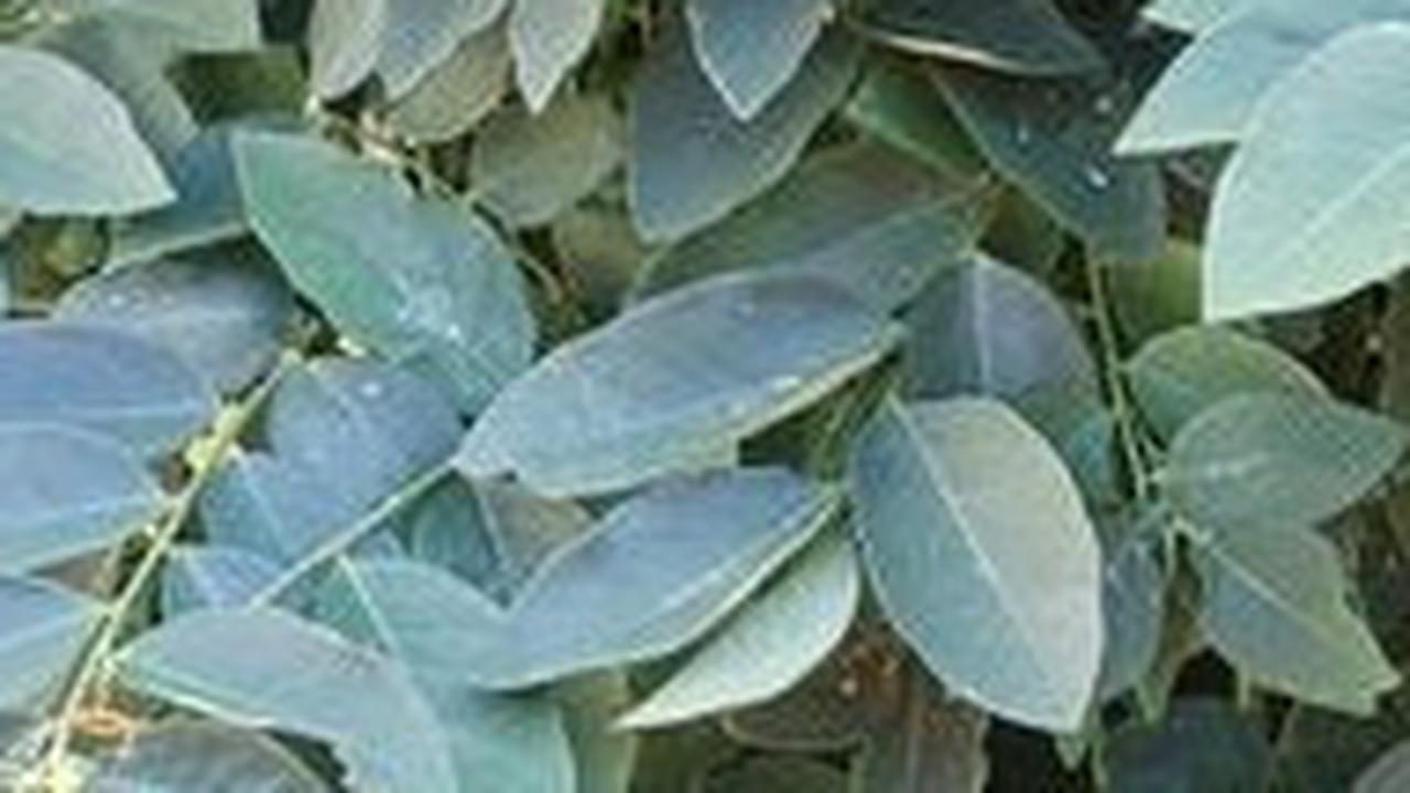 Selain Memperbanyak ASI, Ini 11 Khasiat Daun Katuk untuk Kesehatan