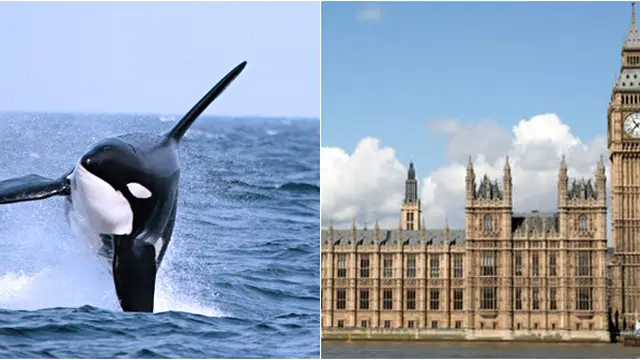 (c)listverse.com/princeofwhales.com