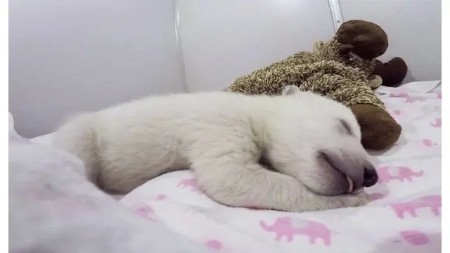 Bayi Beruang yang Tertidur Pulas Ini Bikin Netizen Gemas