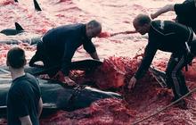 Foto-Foto Memilukan Tradisi Pembantaian Lumba-Lumba di Kepulauan Faroe