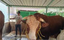 Prabowo Beli Sapi Kurban Bernama Sontrot di Yogyakarta, Berat 1,05 Ton dengan Harga Rp110 Juta