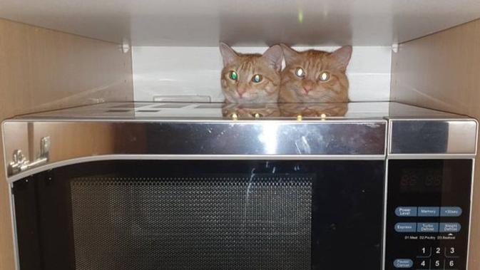 10 Potret Tingkah Laku Kucing yang Membuat Manusia Heran. Sumber: Reddit