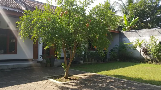 Ide Pohon Kecil yang Rimbun Tapi Akar Tetap Aman untuk Rumah Model Pohon Delima