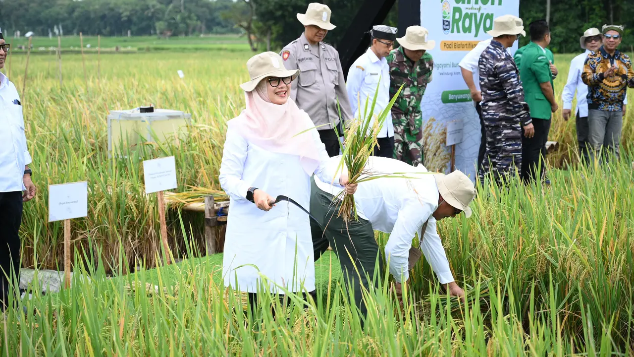 Punya Gizi Tinggi, Beras Biofortifikasi "Sunwangi" Banyuwangi Masuk Radar Menu MBG