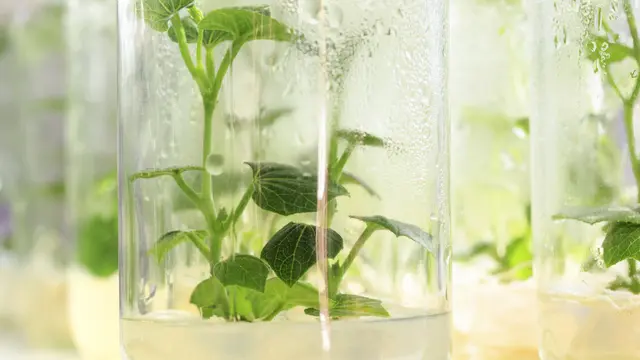 Ciri Ciri Jaringan Meristem (Sumber: iStockphoto)