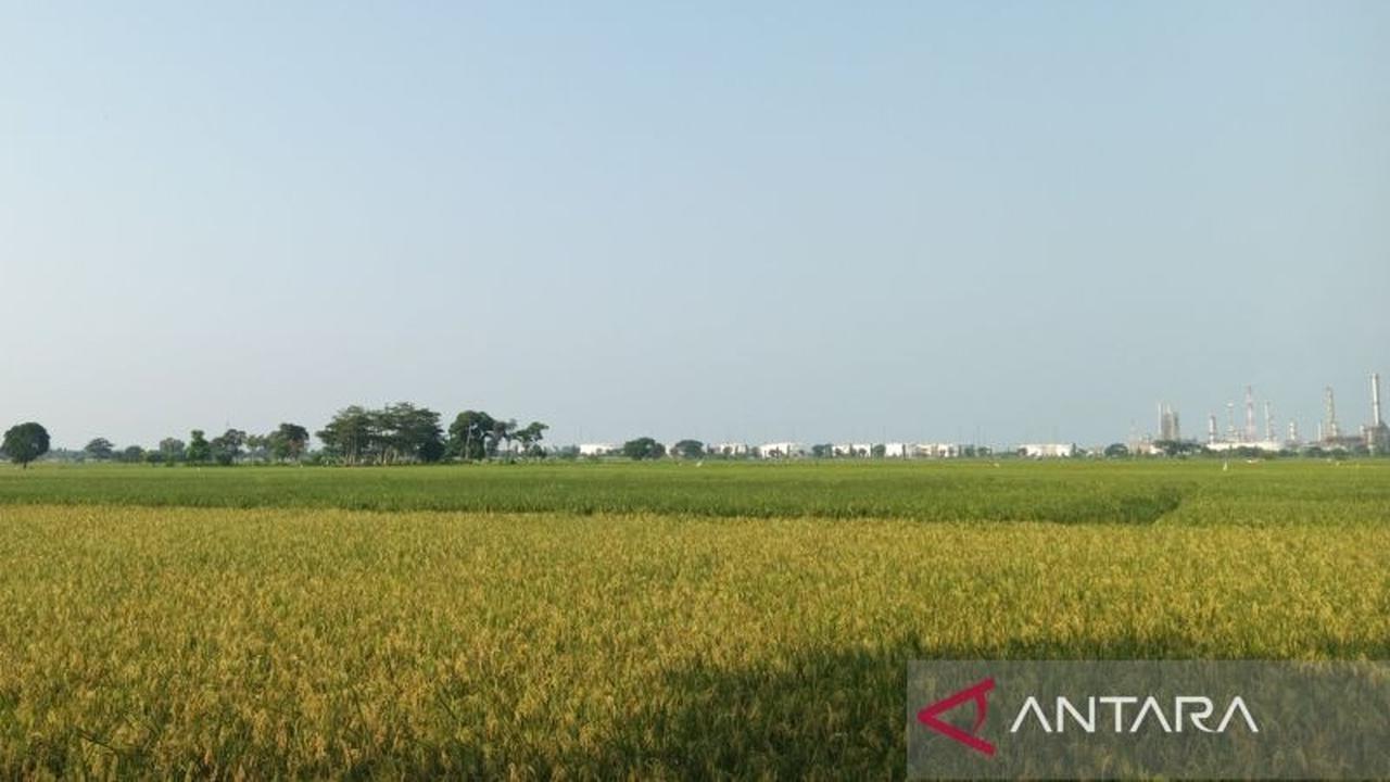 Rp460 Juta Disiapkan, Pemkab Indramayu Optimalkan Perlindungan Petani Lewat AUTP Indramayu 2025
