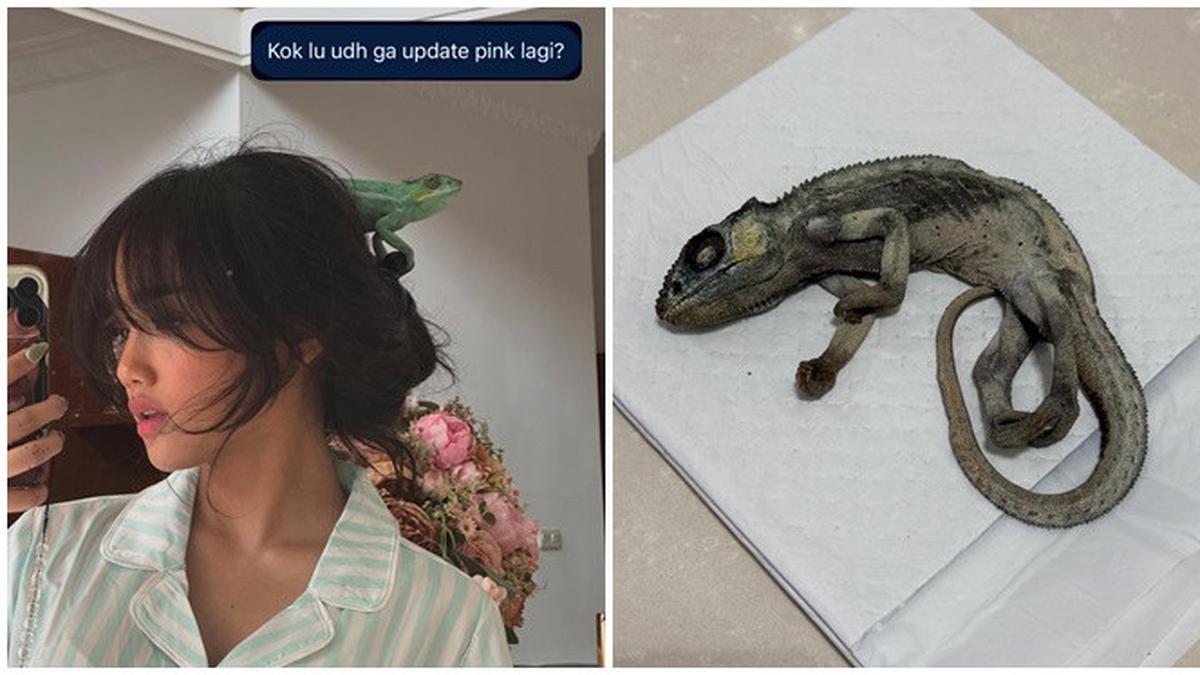 6 Potret Kenangan Fuji Bareng Iguana Kesayangan, Jadi Teman Sehari-hari di Rumah