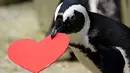 Seekor penguin menerima sarang dengan bentuk hati di Akademi Ilmu Pengetahuan California yang terletak di San Francisco, Selasa (13/2). Kado tersebut sebagai bentuk perayaan hari Valentine atau kasih sayang. (AP Photo/Marcio Jose Sanchez)