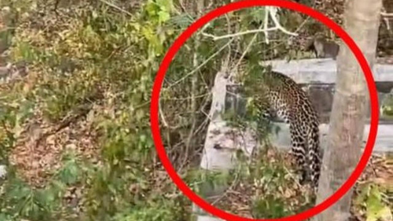 Macan Tutul Kabur dari Lembang Park & Zoo, Terdeteksi ke Tangkuban Parahu