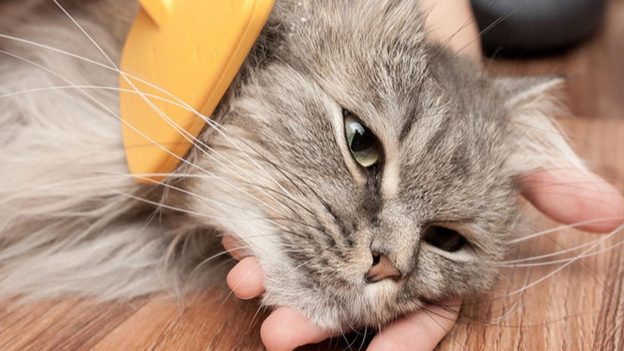 4 Perawatan Harian untuk Kucing Kesayangan, Biar Si Kecil Berbulu Tetap Cantik Menawan