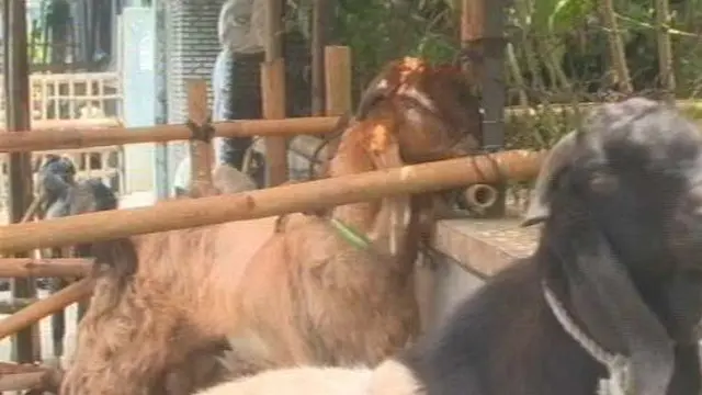 Jelang Lebaran Haji, Penjual Hewan Kurban Semakin Ramai Hiasi Pinggir Jalan