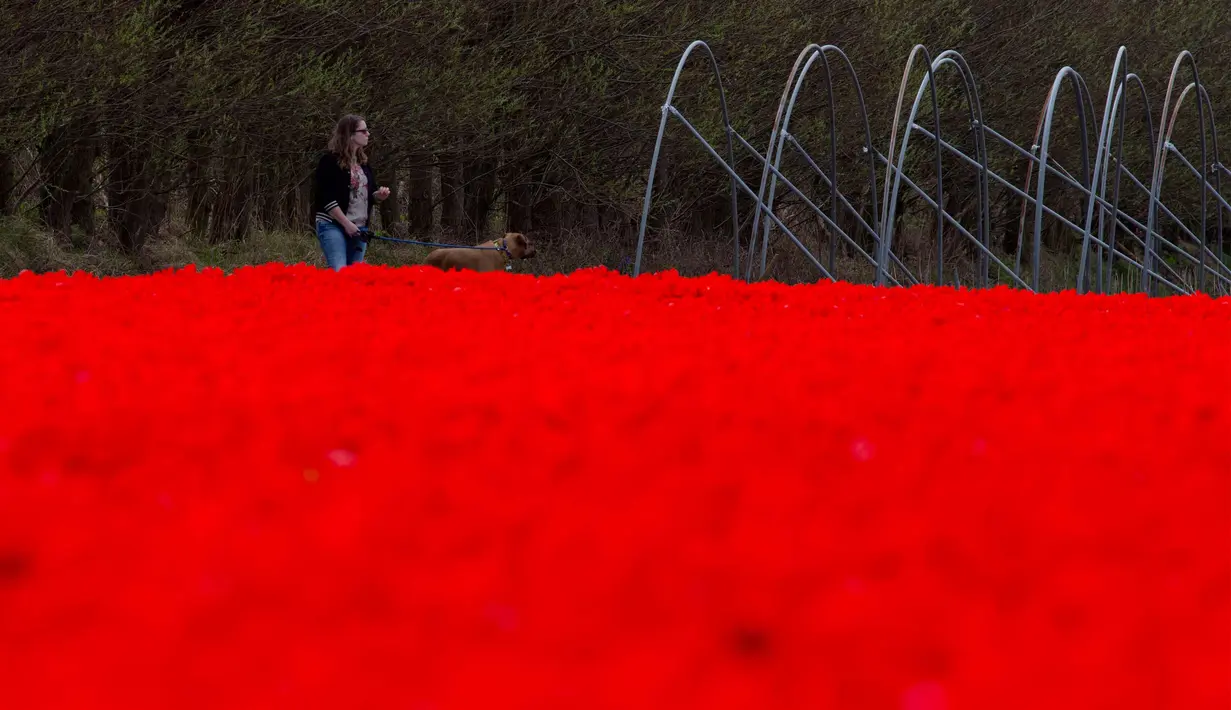 Seorang wanita bersama anjingnya berjalan di sepanjang ladang tulip merah yang dibiarkan mekar untuk mengolah umbi, dekat Lisse, Belanda tengah barat, (17/4). Pemerintah Belanda menempatkan total ekspor bunga sekitar 9 miliar euro. (AP Photo/Peter Dejong)