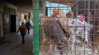 Mesir meminta rakyatnya untuk makan ceker ayam karena harga pangan naik. (AFP/Khaled Desouki)