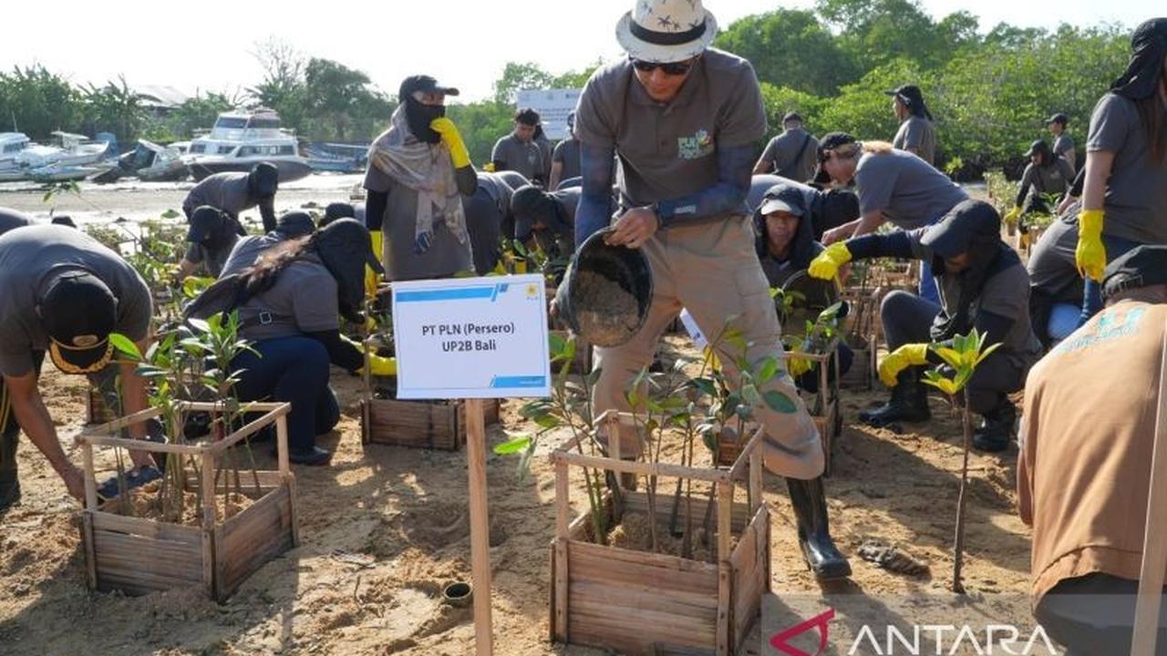 Fakta Unik: PLN Tanam 6.000 Mangrove di Bali, Selamatkan Pesisir dari Abrasi dan Jadi Ekowisata?