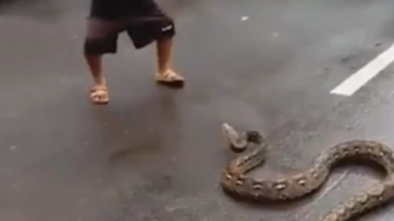 Bocah menangkap ular piton yang disorot media Inggris. (Instagram GoatWow)