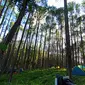 Wisata hutan pinus Motilango, Gorontalo yang jadi primadona (Arfandi Ibrahim/Liputan6.com)