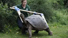 Seekor kura-kura Galapagos diukur selama sesi pemotretan penimbangan tahunan di Kebun Binatang London, Kamis (26/8/2021). Pengukuran tinggi dan berat badan ini untuk mengetahui kesejahteraan dan kesuburan hewan. (Tolga Akmen / AFP)