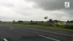 Seekor burung merpati terbang dengan kecepatan 100 km/jam di sebuah jalan tol. Burung ini bahkan mampu melewati banyak mobil yang melintas.