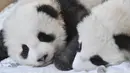 Dua anak panda "Meng Yuan" (kiri) dan "Meng Xiang" diperlihatkan kepada media setelah mereka diberi nama di kebun binatang Zoologischer Garten di Berlin (9/12/2019). "Meng Yuan" dan "Meng Xiang"  lahir di Berlin. (AFP/Odd Andersen)