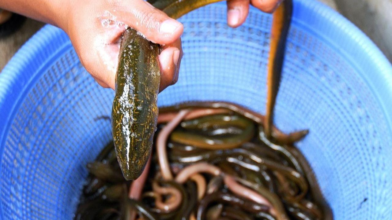 4. Ikan Sidat Indonesia Dilirik, karena di Jepang sudah Langka