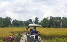 Wow, Luas Baku Sawah Sumsel Tembus 500 Ribu Hektare, Dukung Swasembada Pangan Nasional!