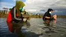 Penduduk desa memanen tiram di muara sungai di tepi pantai di Lhokseumawe, provinsi Aceh (27/6/2021). Tiram di Aceh memiliki kadar logam sangat rendah, membuat tiram Aceh berkualitas baik dan aman dikonsumsi. (AFP/Azwar Ipank)