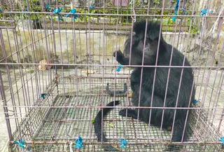 Lutung masuk permukiman di Sukabumi