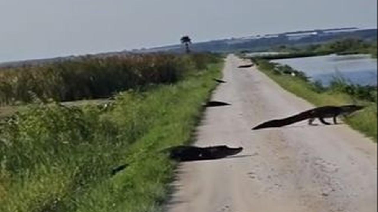 Melansir dari akun Tiktok @fishinganonymous, membagikan video yang menunjukkan kondisi jalanan di Florida.