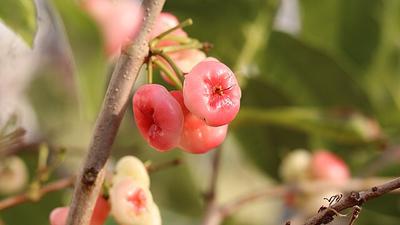 9 Kesalahan Perawatan Jambu Air yang Membuat Pohon Hanya Tumbuh Daun