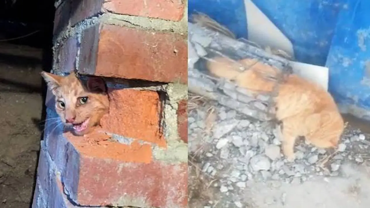 6 Potret Kucing Disebut Jadi Tumbal Proyek Ini Ekpresinya Bikin Kasihan