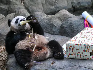 Le le, panda raksasa pertama yang lahir di Singapura, menyantap makanan yang diterimanya pada hari ulang tahunnya yang ke-2 di dalam pameran hutan panda raksasa River Wonders di Singapura, Senin (14/8/2023). (Photo by Roslan RAHMAN / AFP)