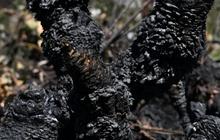 FOTO: Fenomena El Nino Memicu Kebakaran Hutan Tiada Henti di Kolombia